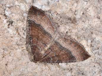 Larentia clavaria Hw. adulte - �Philippe Mothiron