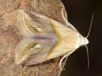 Eublemma cochylioides Gn. adulte - �Wolfgang Wagner, www.pyrgus.de