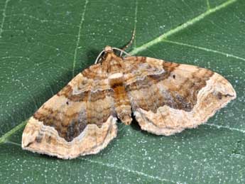 Pelurga comitata L. adulte - �Philippe Mothiron