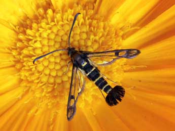 Synanthedon conopiformis Esp. adulte - �Daniel Morel