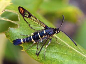 Synanthedon conopiformis Esp. adulte - �Daniel Morel