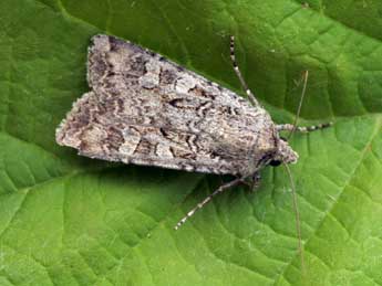 Euxoa conspicua Hb. adulte - �Daniel Morel