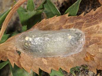  Chrysalide de Zygaena contaminei Bsdv. - �Wolfgang Wagner, www.pyrgus.de