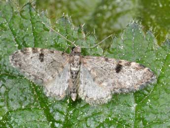Eupithecia manniaria H.-S. adulte - �Philippe Mothiron