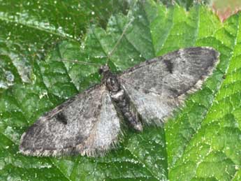 Eupithecia manniaria H.-S. adulte - �Philippe Mothiron