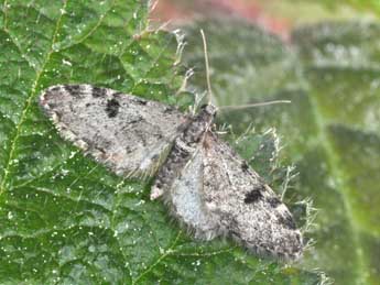 Eupithecia manniaria H.-S. adulte - �Philippe Mothiron