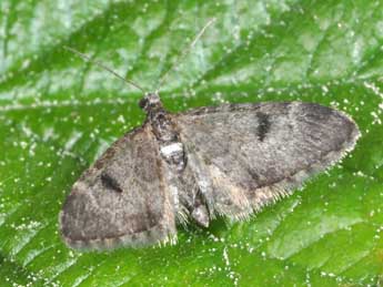 Eupithecia manniaria H.-S. adulte - �Philippe Mothiron
