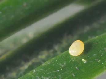  Oeuf de Eupithecia manniaria H.-S. - �Philippe Mothiron