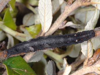  Chenille de Catocala conversa Esp. - �Wolfgang Wagner, www.pyrgus.de