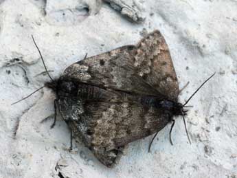 Psodos coracina Esp. adulte - �Daniel Morel