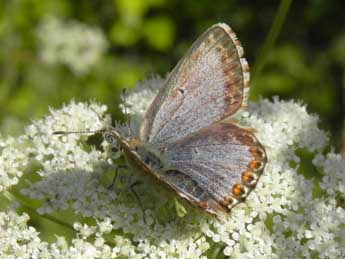 Lysandra coridon Poda adulte - �Philippe Mothiron