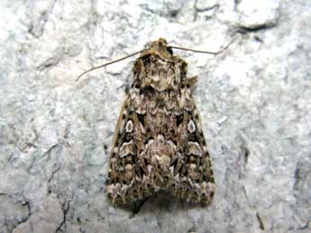 Hecatera corsica Rbr adulte - �Claude Tautel