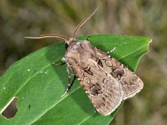 Agrotis bigramma Esp. adulte - �Philippe Mothiron