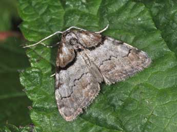 Nola cucullatella L. adulte - �Philippe Mothiron