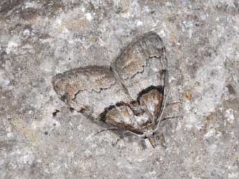 Nola cucullatella L. adulte - �Philippe Mothiron