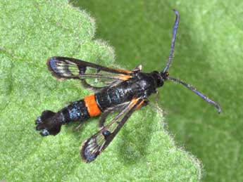 Synanthedon culiciformis L. adulte - �Philippe Mothiron