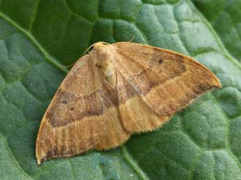 Watsonalla cultraria F. adulte - �Daniel Morel