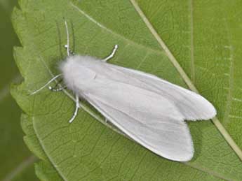 Hyphantria cunea Drury adulte - �Philippe Mothiron