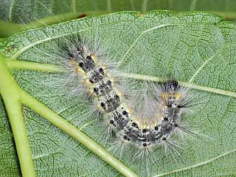  Chenille de Hyphantria cunea Drury - �Philippe Mothiron