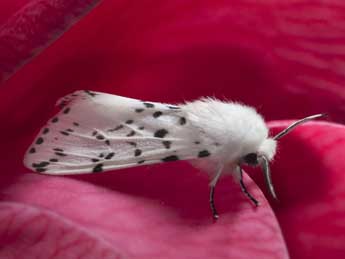 Hyphantria cunea Drury adulte - �Sandrine Gros