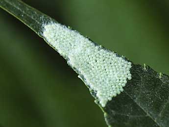  Oeuf de Hyphantria cunea Drury - �Sandrine Gros