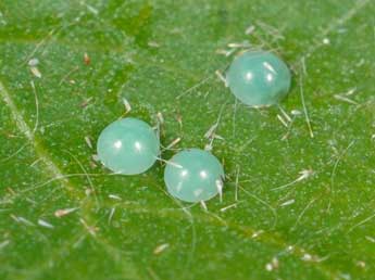  Oeuf de Clostera curtula L. - �Samuel Ducept