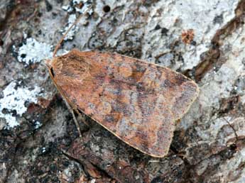 Diarsia dahlii Hb. adulte - �Yann Baillet