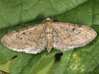 Eupithecia denotata Hb. adulte - �Wolfgang Wagner, www.pyrgus.de