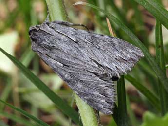 Auchmis detersa Esp. adulte - �Daniel Morel