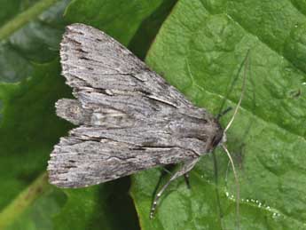 Auchmis detersa Esp. adulte - �Philippe Mothiron