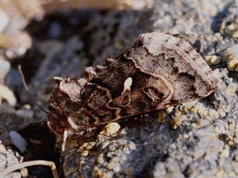 Syngrapha devergens Hb. adulte - �Michel Billard