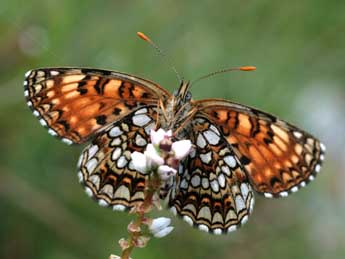 Melitaea diamina Lang adulte - �Alex Corge