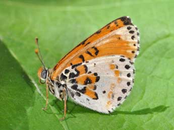 Melitaea didyma Esp. adulte - �Philippe Mothiron