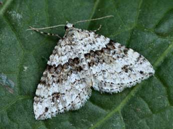 Mesotype didymata L. adulte - �Daniel Morel