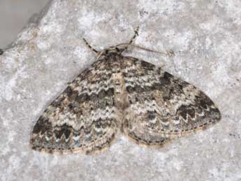 Mesotype didymata L. adulte - �Philippe Mothiron