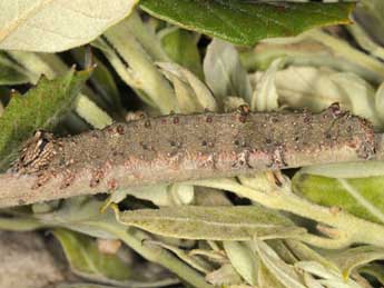  Chenille de Catocala dilecta Hb. - �Wolfgang Wagner, www.pyrgus.de