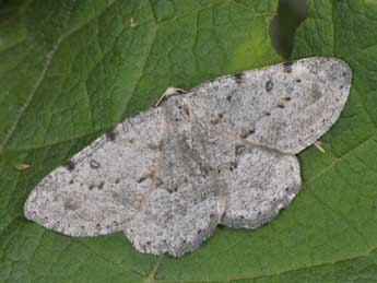 Yezognophos dilucidaria D. & S. adulte - �Philippe Mothiron