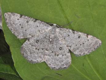 Yezognophos dilucidaria D. & S. adulte - �Philippe Mothiron