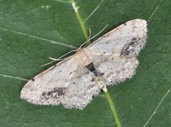 Idaea dimidiata Hfn. adulte - �Philippe Mothiron