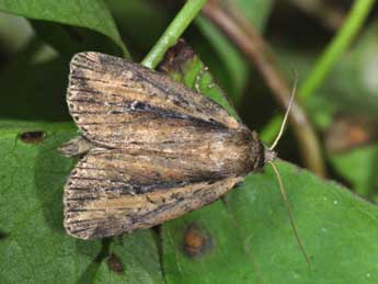 Archanara dissoluta Tr. adulte - �Philippe Mothiron