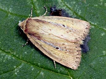 Archanara dissoluta Tr. adulte - �Daniel Morel