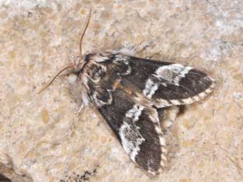 Drymonia dodonaea D. & S. adulte - �Philippe Mothiron