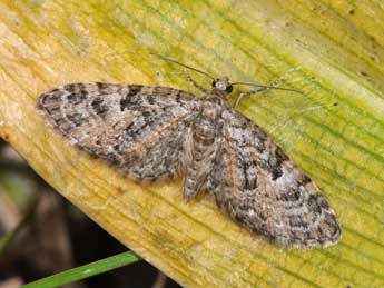 Eupithecia dodoneata Gn. adulte - �Philippe Mothiron