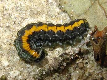  Chenille de Bryophila domestica Hfn. - �Friedrich Michalke