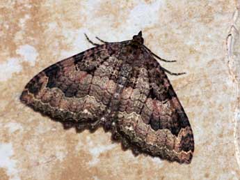 Triphosa dubitata L. adulte - �Daniel Vizca�no