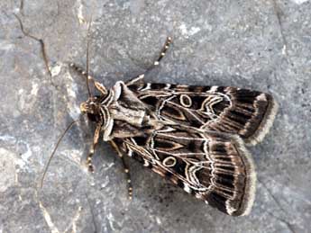 Chersotis elegans Ev. adulte - �Daniel Morel