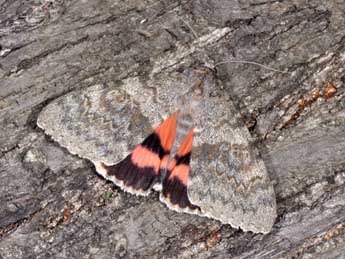 Catocala elocata Esp. adulte - �Philippe Mothiron