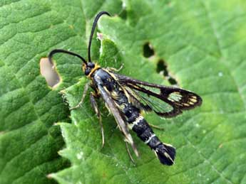 Chamaesphecia empiformis Esp. adulte - �Daniel Morel