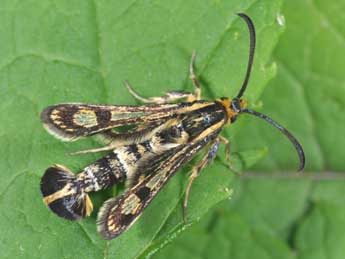 Chamaesphecia empiformis Esp. adulte - �Philippe Mothiron