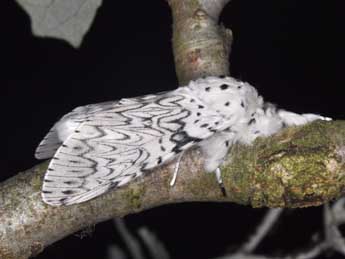 Cerura erminea Esp. adulte - �Philippe Mothiron